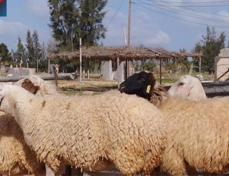 رعب في ليبيا بسبب الحمى القلاعية.. وأزمة اللحوم تهدد المستهلك والبائع