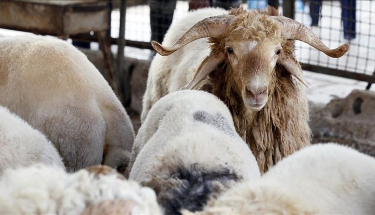 مع اقتراب موسم الحج.. تعرّف على أماكن بيع الأضاحي وأسعارها في السعودية