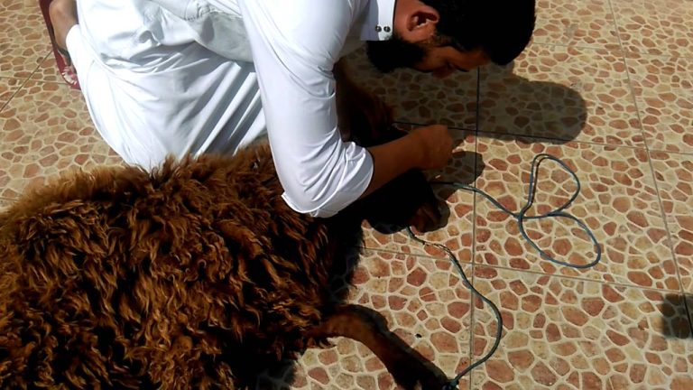 كرم المصريين بالخارج يضيء عيد الأضحى.. دعم الفقراء وفرحة الاحتفال في الوطن