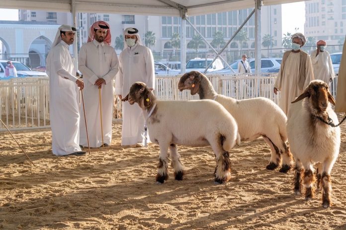 مهرجان حلال قطر