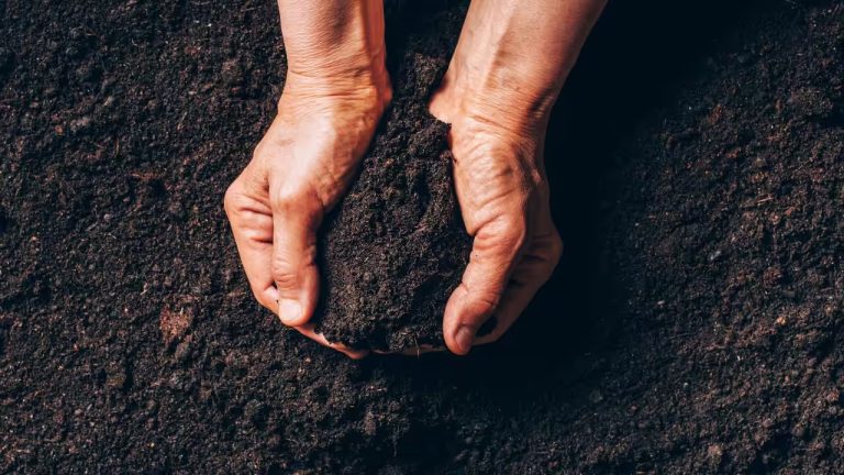تعرف على مرض المليودوسيس.. القاتل المنقول عبر التربة يصيب الأستراليين بمعدلات متزايدة