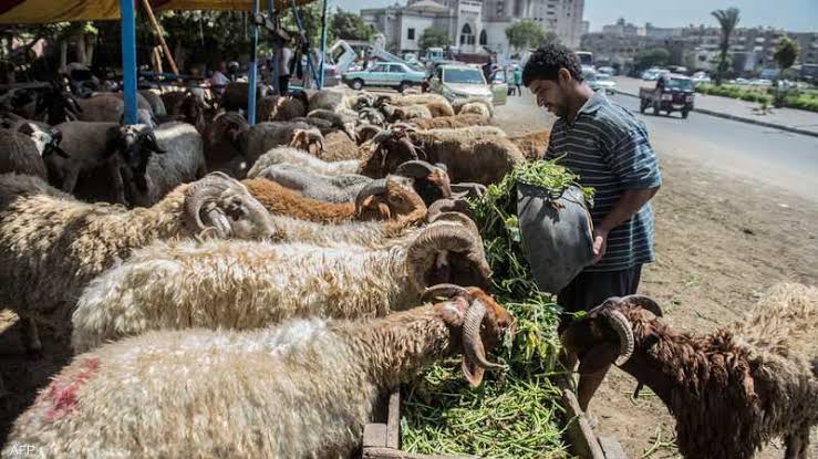 أسعار أضاحي عيد الأضحى 2025 في مصر 