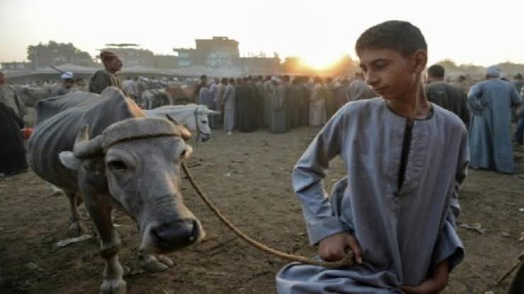 أسعار أضاحي عيد الأضحى 2025 في مصر 