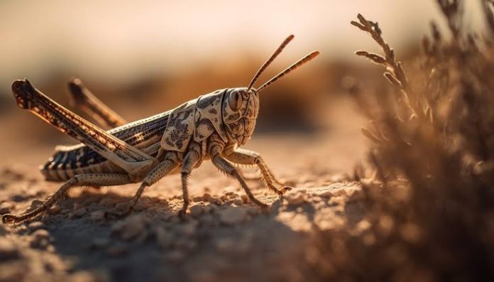 هل وصل إلى مصر؟.. أسراب الجراد الصحراوي تغزو جنوب ليبيا وتدمر المحاصيل الزراعية
