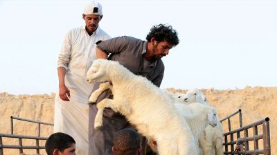  أسعار الأضاحي في الأردن